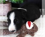 Small #7 Border Collie