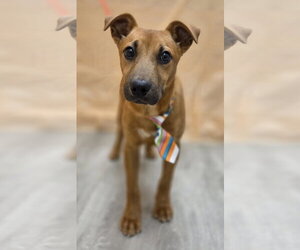 Feist Terrier-Jack Russell Terrier Mix Dogs for adoption in Attalka, AL, USA