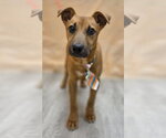 Small Feist Terrier-Jack Russell Terrier Mix