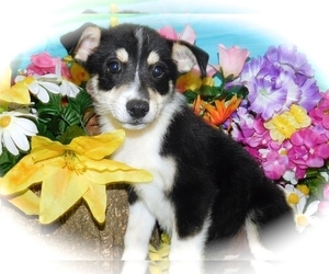 American Eskimo Dog-Australian Cattle Dog Mix Puppy for sale in HAMMOND, IN, USA