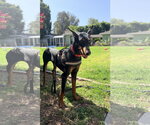 Small #1 Doberman Pinscher