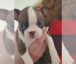 Small Photo #5 Boston Terrier Puppy For Sale in MURRAY, UT, USA