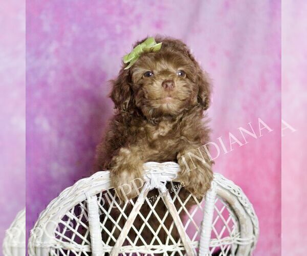 Medium Photo #123 Poodle (Miniature) Puppy For Sale in WARSAW, IN, USA