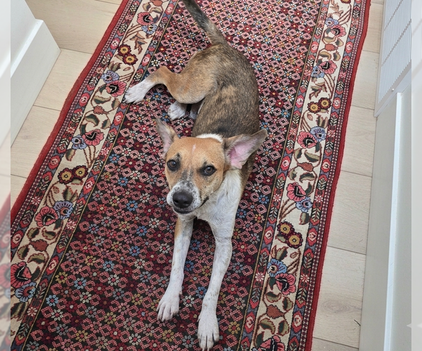 Medium Photo #18 Mutt Puppy For Sale in Sandy, UT, USA