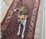 Small #17 Mutt