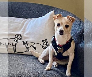 Rat-Cha Dogs for adoption in Atlanta, GA, USA