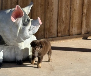 Miniature Australian Shepherd Puppy for sale in TULAROSA, NM, USA