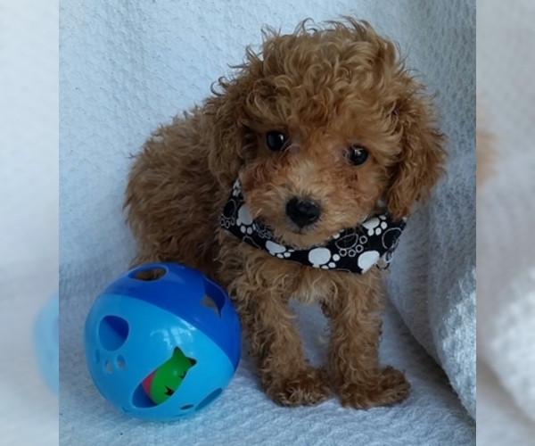 Medium Photo #4 Poodle (Toy) Puppy For Sale in BUFFALO, MO, USA