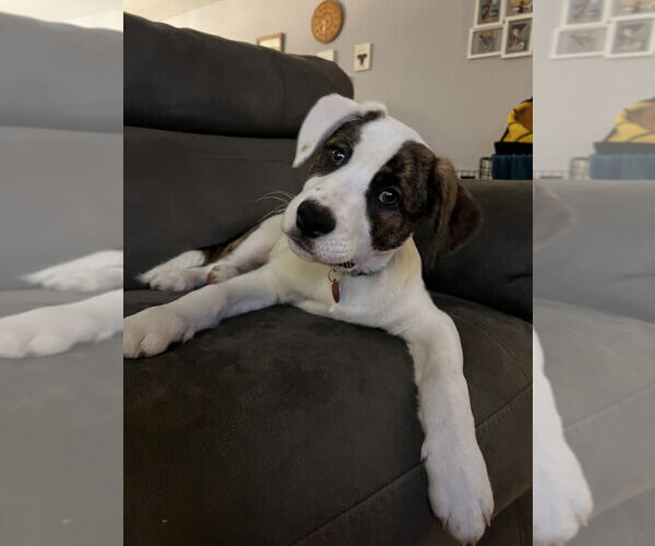 Medium Photo #3 Mutt Puppy For Sale in Springdale, PA, USA