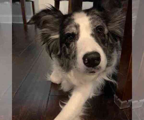 Medium Photo #3 Border Collie Puppy For Sale in DULUTH, GA, USA