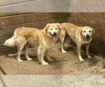 Small Golden Retriever