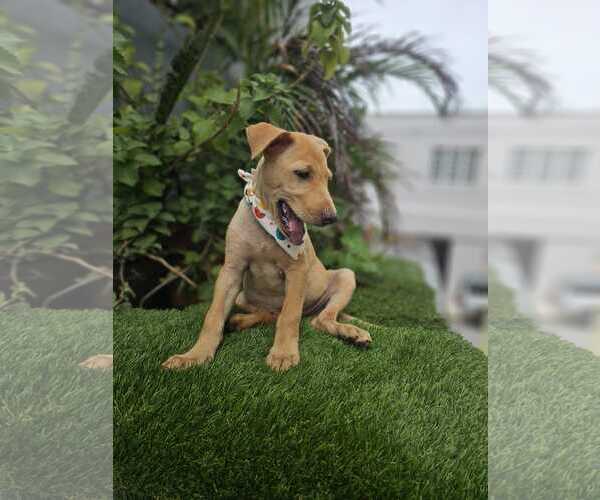 Medium Photo #2 Labrador Retriever-Unknown Mix Puppy For Sale in Sanford, FL, USA