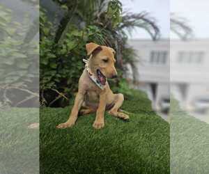 Silas FH - Male Labrador Retriever-Unknown Mix Dog for Adoption - Photo #2