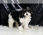 Small #3 Cavapoo