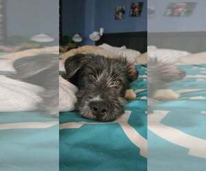 Mutt Dogs for adoption in Spring Lake, NC, USA