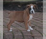 Small #5 Boxer