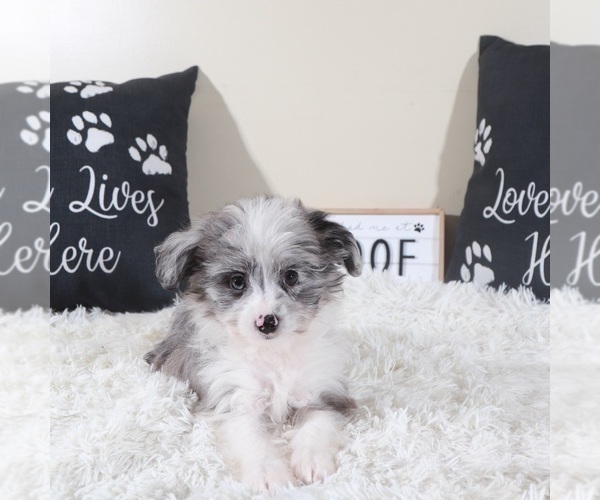 Medium Photo #2 Aussiedoodle Toy Puppy For Sale in MOUNT VERNON, OH, USA