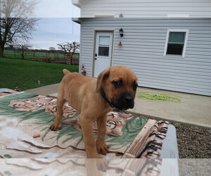 Cane Corso Puppy for sale in SOUTH BEND, IN, USA