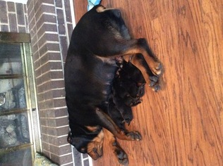 Rottweiler Puppy for sale in LUMBERTON, NC, USA