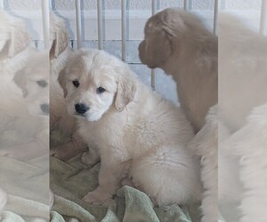 Golden Retriever Puppy for sale in MODESTO, CA, USA