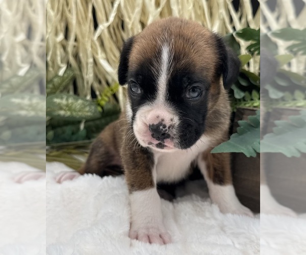 Medium Photo #10 Boxer Puppy For Sale in PAWNEE CITY, NE, USA