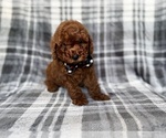 Small #6 Goldendoodle (Miniature)