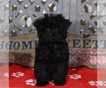 Small #1 YorkiePoo