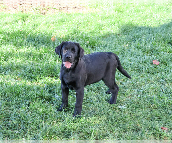 Medium Photo #3 Labrador Retriever Puppy For Sale in SYRACUSE, IN, USA