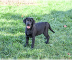 Brooke - Female Labrador Retriever Puppy for Sale - Photo #3