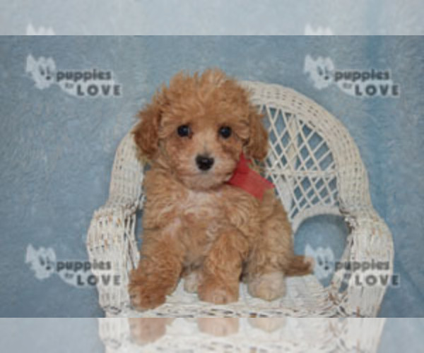 Medium Photo #6 Poodle (Toy) Puppy For Sale in SANGER, TX, USA