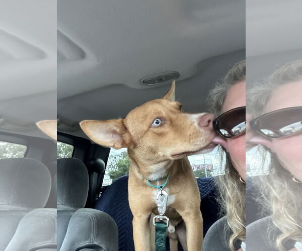 Medium Photo #3 Australian Kelpie-Unknown Mix Puppy For Sale in Valrico, FL, USA