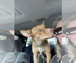 Small #2 Australian Kelpie Mix
