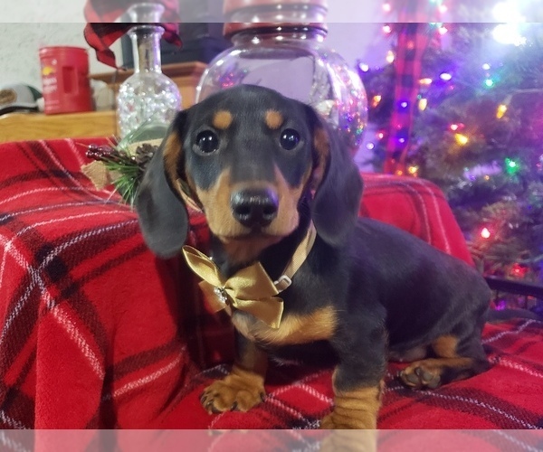 Medium Photo #1 Dachshund Puppy For Sale in BOLIVAR, MO, USA