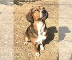 261037  Tobi - Male Beagle-Unknown Mix Dog for Adoption - Small photo