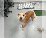 Small Labrador Retriever Mix