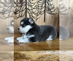 Small Photo #2 Pomsky Puppy For Sale in STAPLES, MN, USA