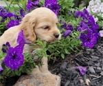 Small Photo #39 Cocker Spaniel Puppy For Sale in WITHEE, WI, USA