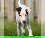 Small #9 Jack Russell Terrier Mix