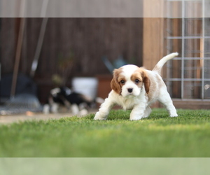 Cavalier King Charles Spaniel Puppy for Sale in SANTA ROSA, California USA