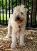 Small Photo #2 Soft Coated Wheaten Terrier Puppy For Sale in EASTON, PA, USA