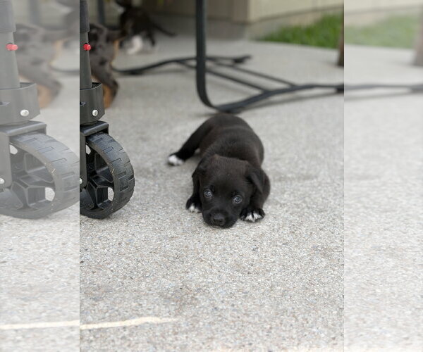 Medium Photo #2 Australian Shepherd-Unknown Mix Puppy For Sale in The Woodlands, TX, USA