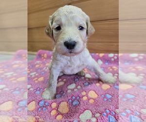 Labradoodle Puppy for sale in WILLIAMSTOWN, KY, USA