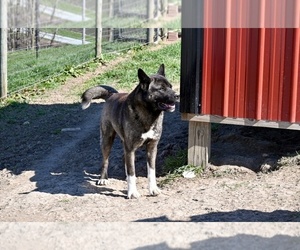 Mother of the Akita puppies born on 02/20/2025