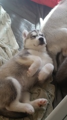 Siberian Husky Puppy for sale in MC ALISTERVILLE, PA, USA