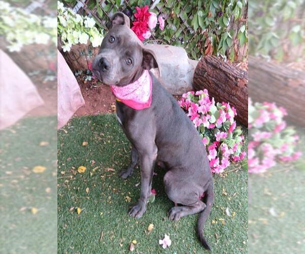 Medium Photo #1 Mutt Puppy For Sale in Oklahoma City, OK, USA
