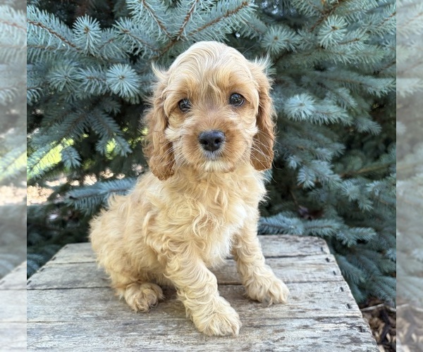 Medium Photo #3 Cockapoo (Miniature) Puppy For Sale in MIDDLEBURY, IN, USA