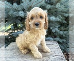 Small #2 Cockapoo (Miniature)