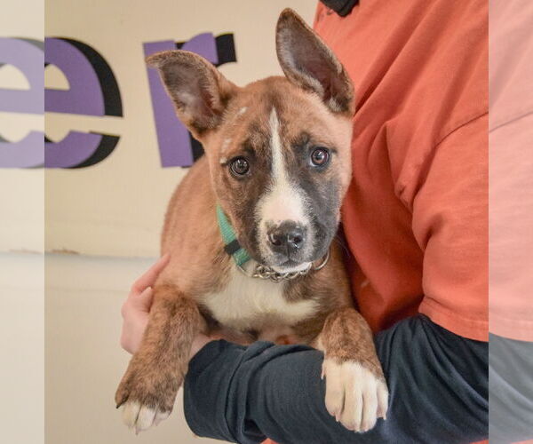 Medium Photo #3 Boxer-Bull Terrier Mix Puppy For Sale in Huntley, IL, USA