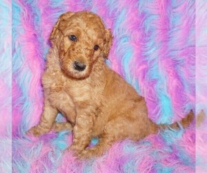 Labradoodle Puppy for sale in LA HABRA, CA, USA