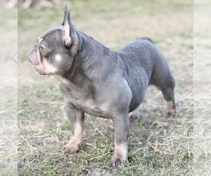 French Bulldog Puppy for sale in NAPLES, FL, USA